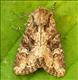 2331 (73.159)<br>Small Clouded Brindle